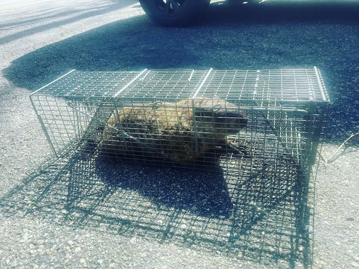 Chaos Wildlife Solutions of Westchester Picture 4