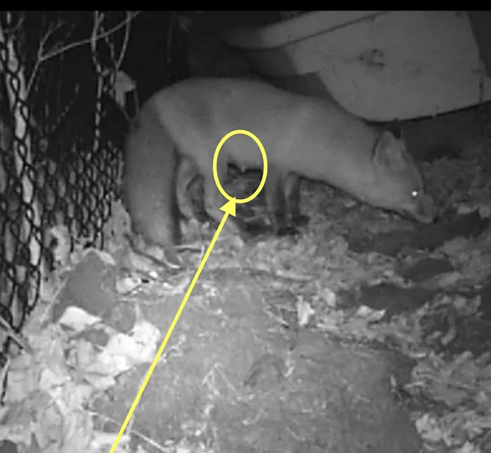 Chaos Wildlife Solutions of Westchester Picture 2
