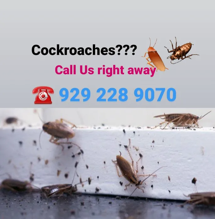Bee-Z Pest Control Picture 7