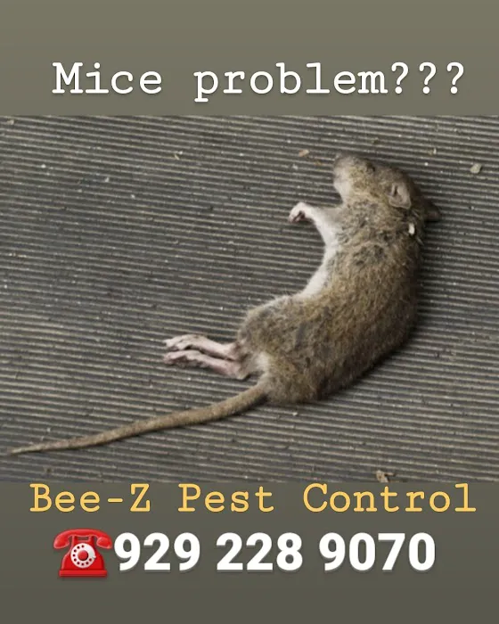 Bee-Z Pest Control Picture 10