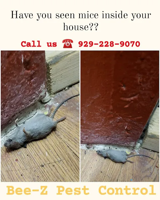 Bee-Z Pest Control Picture 8