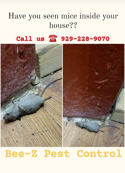 Bee-Z Pest Control Picture 5