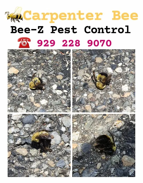 Bee-Z Pest Control Picture 6