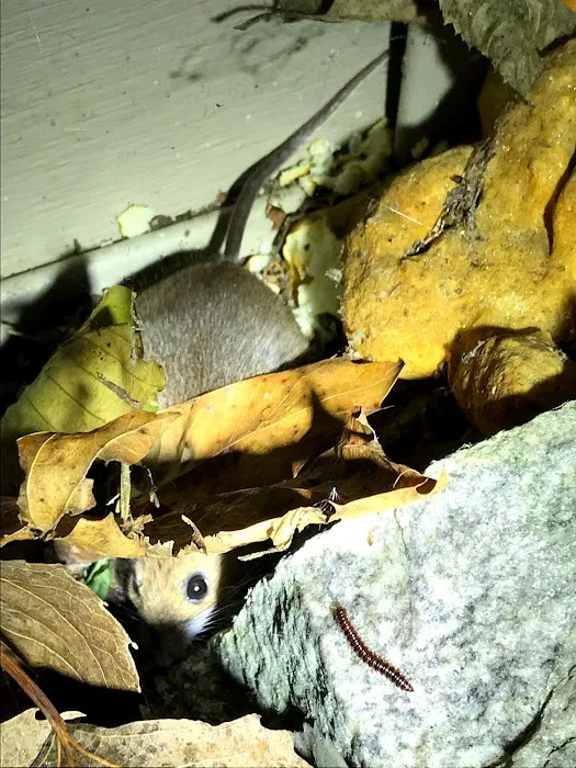LXS Pest Control Picture 3