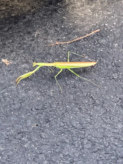 LXS Pest Control Picture 7