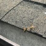 Best@Pest Exterminating