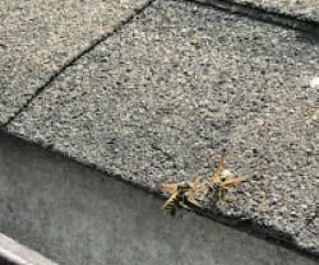 Best@Pest Exterminating