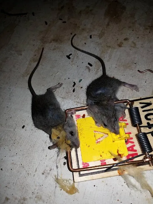 Wildlife Removal Suffolk County Picture 4