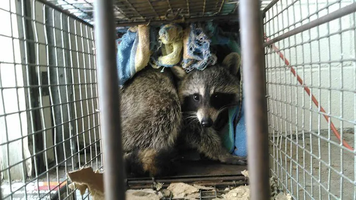 Wildlife Removal Suffolk County Picture 7