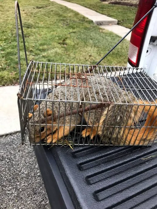 Wildlife Removal Suffolk County Picture 1