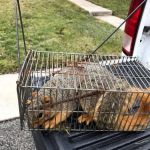 Wildlife Removal Suffolk County