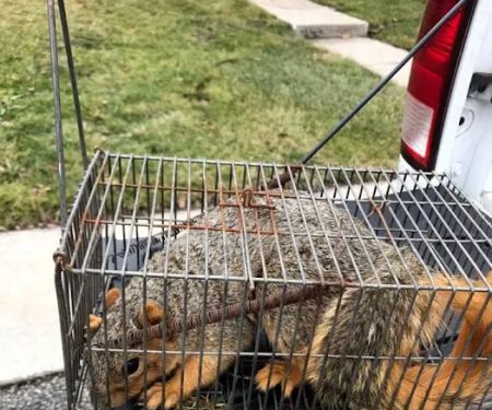 Wildlife Removal Suffolk County