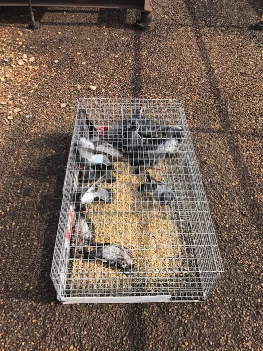 Wildlife Removal Suffolk County Picture 6