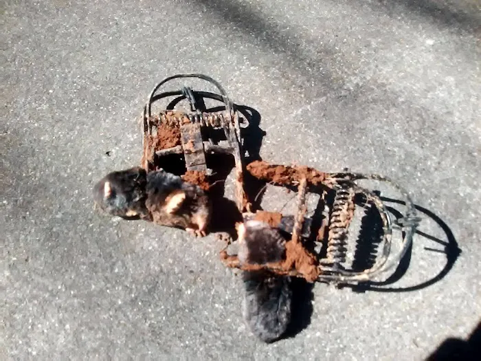 Wildlife Removal Suffolk County Picture 5