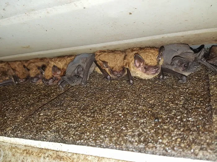 Wildlife Removal Suffolk County Picture 9