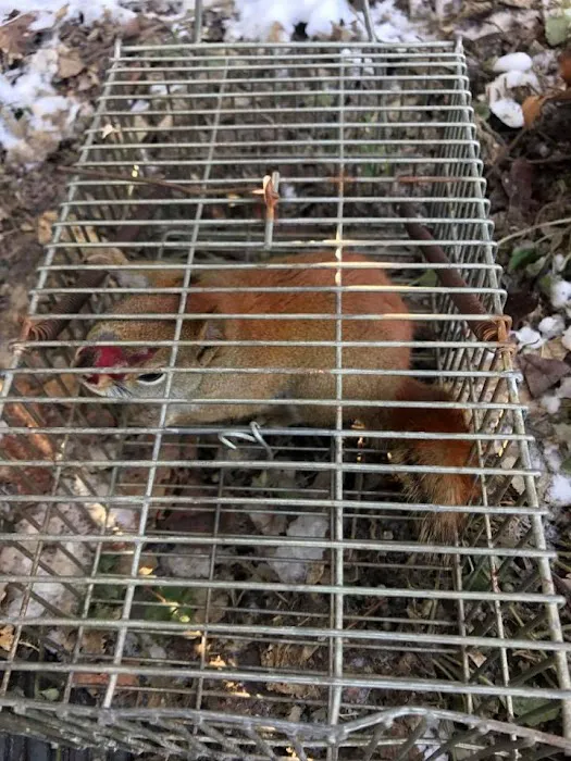 Wildlife Removal Suffolk County Picture 2