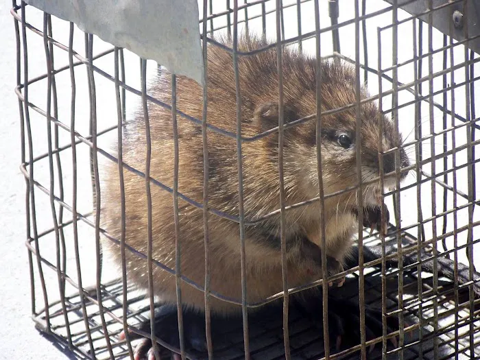 Wildlife Removal Suffolk County Picture 10