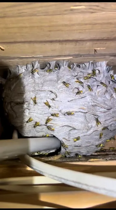 National Pest Experts Picture 4