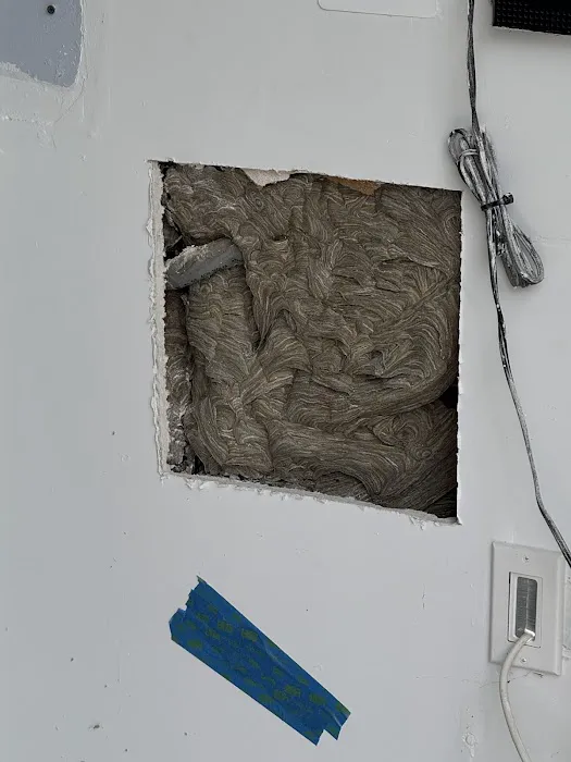 National Pest Experts Picture 5