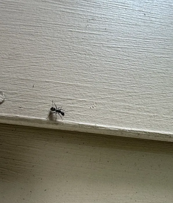 ALM Exterminating Picture 7