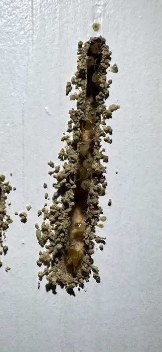 ALM Exterminating Picture 3