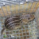 Wildlife Exterminator Pros Suffolk County