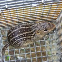Wildlife Exterminator Pros Suffolk County ico