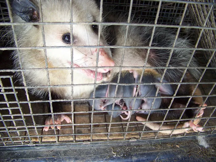 Wildlife Exterminator Pros Suffolk County Picture 9