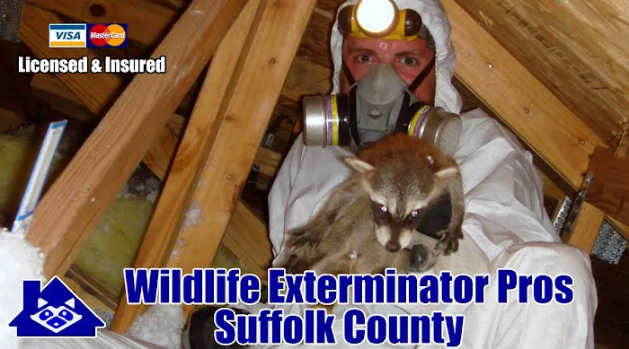 Wildlife Exterminator Pros Suffolk County Picture 6