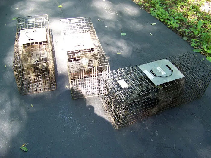 Wildlife Exterminator Pros Suffolk County Picture 3