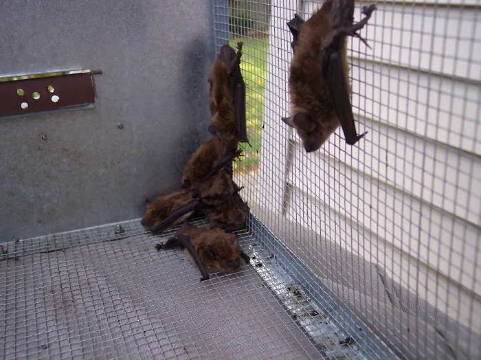 Wildlife Exterminator Pros Suffolk County Picture 2