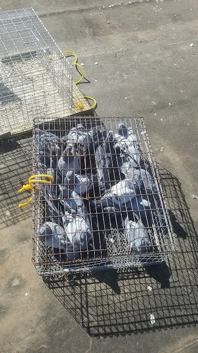 Wildlife Exterminator Pros Suffolk County Picture 10