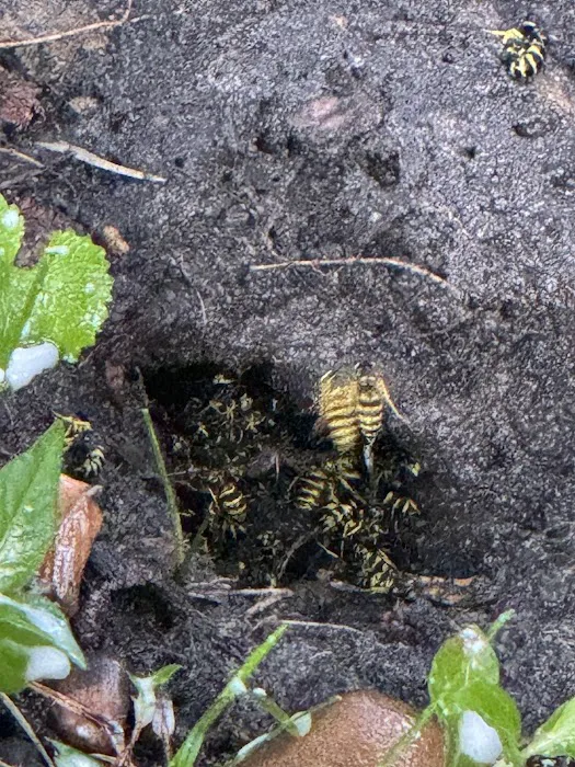 proof. Pest Control Picture 2