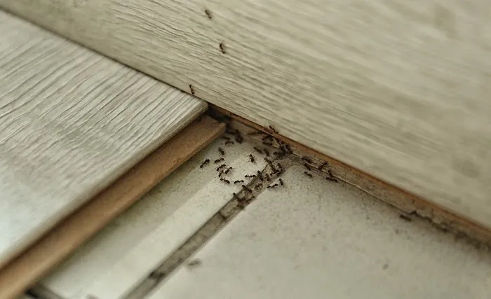 Green Pest Management LLC Picture 3