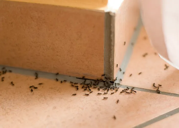 Green Pest Management LLC Picture 1