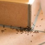 Green Pest Management LLC