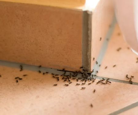 Green Pest Management LLC