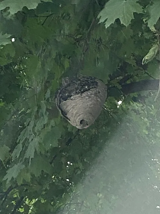 Green Pest Management LLC Picture 2