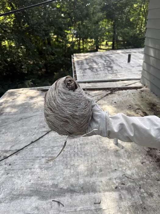Flow. Pest Solutions Picture 10