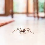 Western Pest Services
