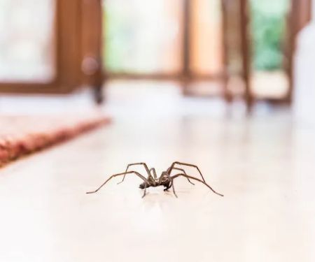 Western Pest Services