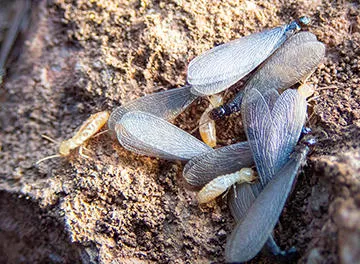Western Pest Services Picture 4