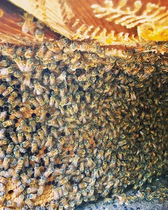 Catseye Pest Control - Norwalk, CT Picture 5
