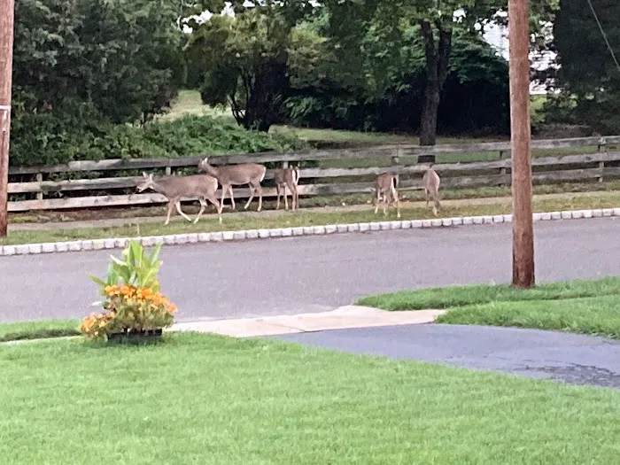 Lawn Buddies Picture 2