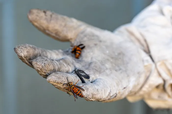 Hollenbeck Pest Control Picture 1