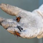 Hollenbeck Pest Control