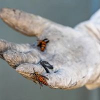 Hollenbeck Pest Control ico