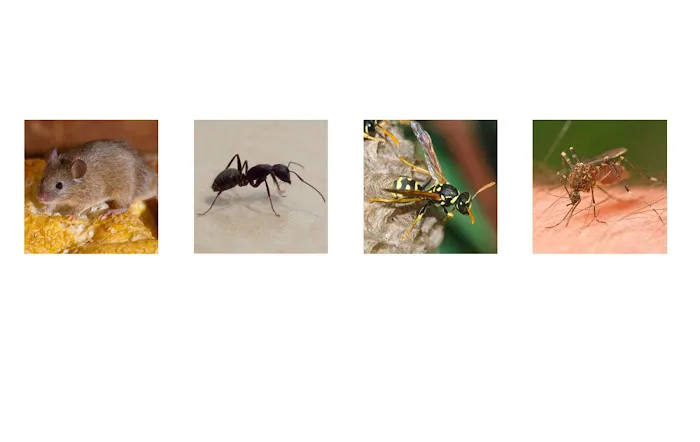 Eastern Pest Management Picture 4