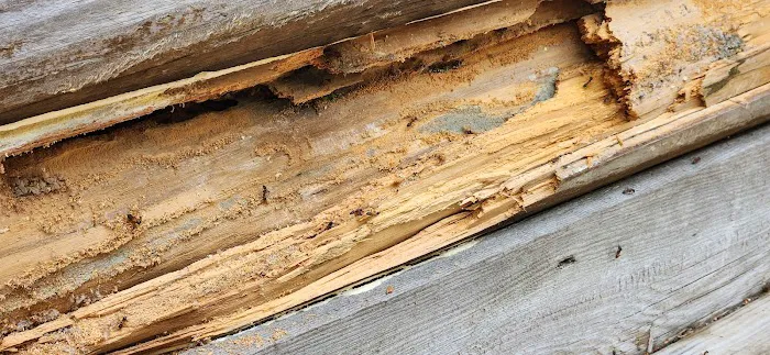 Ehrlich Pest Control Picture 7