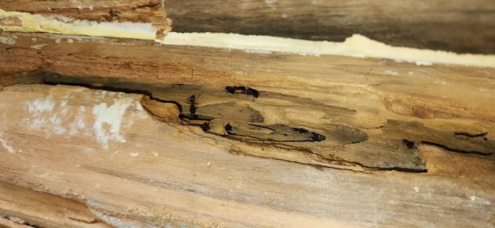 Ehrlich Pest Control Picture 5